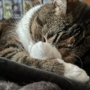 serenity-the-cat avatar