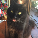 serenitysniper avatar