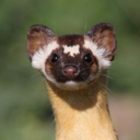 serenityunderground avatar