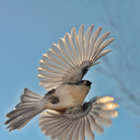 serialbirdskinner avatar