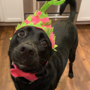 serialsunrise11 avatar