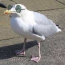 serious-salad avatar