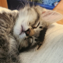 serkatet avatar