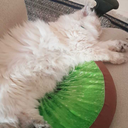 serpent-rouge avatar