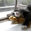 serpentine528577 avatar