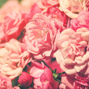 serpentinekisses avatar