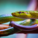 serpents-in-your-heart avatar