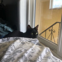 serpentsskirrt avatar