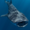 serphim-serpent avatar