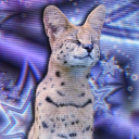 servalsahara avatar