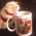 servantoftheboars avatar