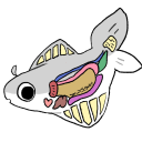 sesamosefish avatar