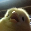 sesquipedalion avatar