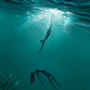 sessizligindekaybolmuskiz avatar