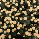 sessizlikhuzurdur avatar