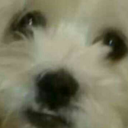 setoffthewolves avatar