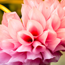 settlers-of-catan avatar