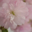 seven-forever-over avatar