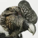 seven-vultures avatar