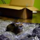 sevenbagsofcheetos avatar