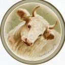 sevenqueensofrhye avatar