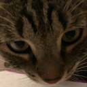 sevenscreamingraccoons avatar