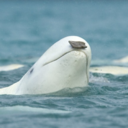 sevenseasoffreedom avatar