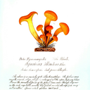 seventeensaltshakerbirds avatar