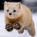 seventhgotchson avatar