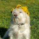 several-flies avatar