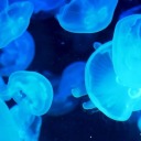 several-moths-in-a-trench-coat avatar