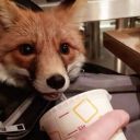 severalfoxesinatrenchcoat avatar