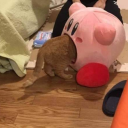 severeoperatoruniversitynickel avatar