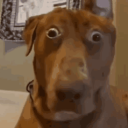 severetrashdefendor avatar