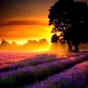 severussnape-forever avatar