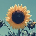 sevgisizbirkiz avatar