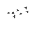 sevilmelersahte avatar