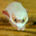 sex-acts-in-caps-lock avatar