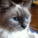 sexliesducttape avatar