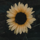 sexsummersmoke avatar