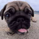 sexual-seashell avatar