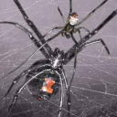 sexuallycannibalistic avatar