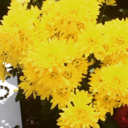 sexy-tatertot avatar