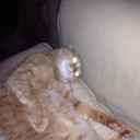 sexydolphin11 avatar