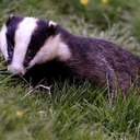 sexymusicalbadger avatar