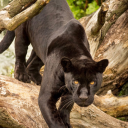 sexypeachypanther avatar