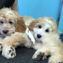 sexypineapplepieces avatar