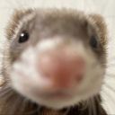 sferret avatar