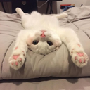 shackty8121-blog avatar