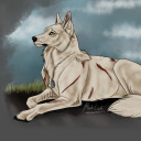 shadeakala-blog avatar